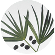 鋸棕櫚